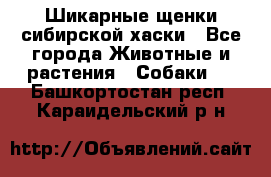 Шикарные щенки сибирской хаски - Все города Животные и растения » Собаки   . Башкортостан респ.,Караидельский р-н